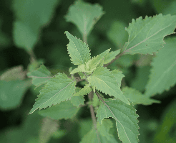leaves