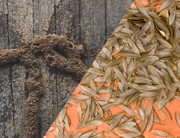 Signs of a Subterranean Termite Presence