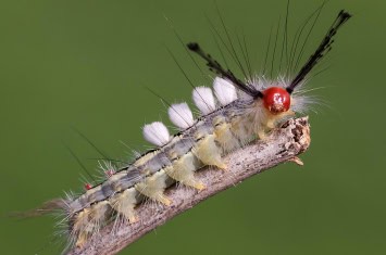 Tussock Moth Caterpillars have been spotted in your area