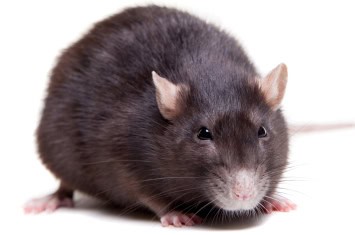 Tampa Bay Area Rodent Extermination Services