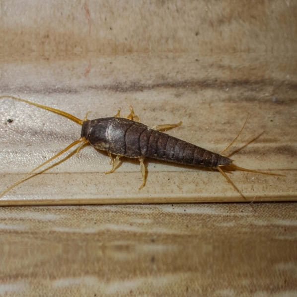 Silverfish Extermination - Pinellas, Hillsborough, and Manatee Counties
