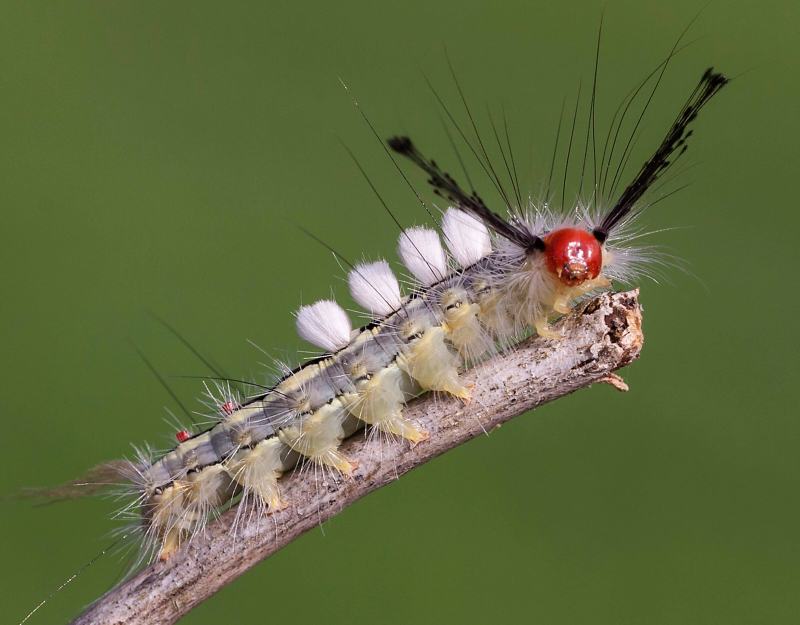 Tussock Moth Caterpillars have been spotted in your area