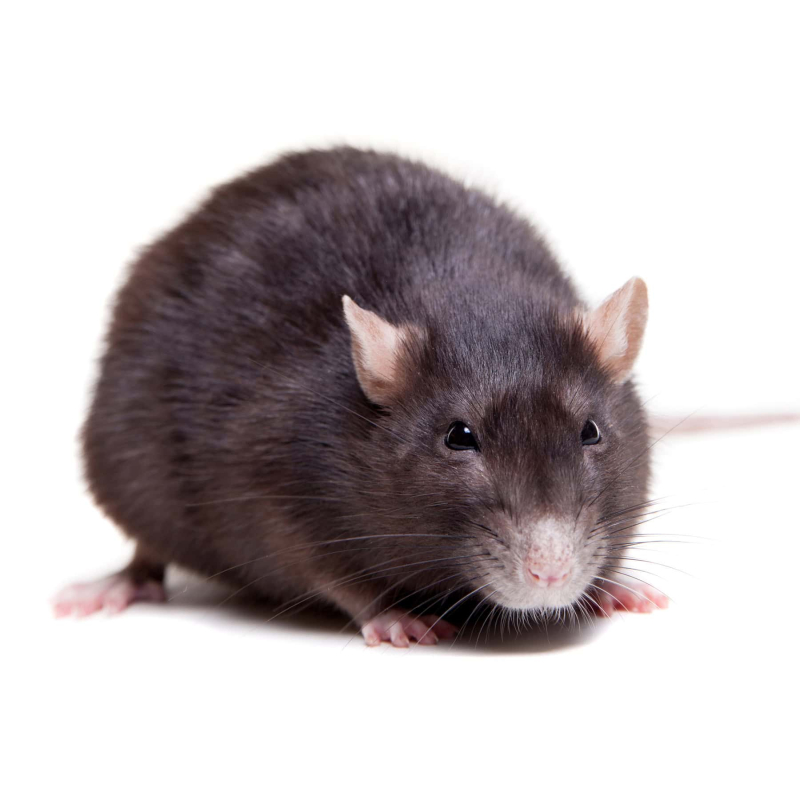 Tampa Bay Area Rodent Extermination Services