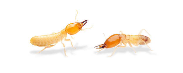 Termites