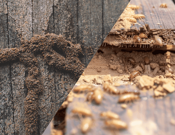 Formosan termites