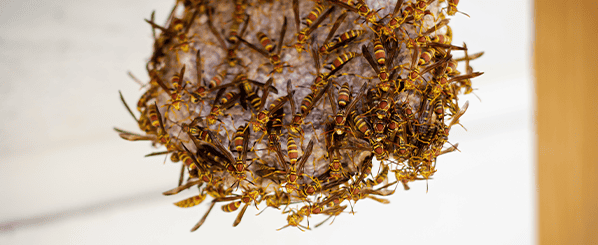 pest inspection