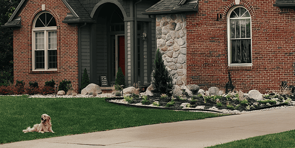home front yard with dog on lawn