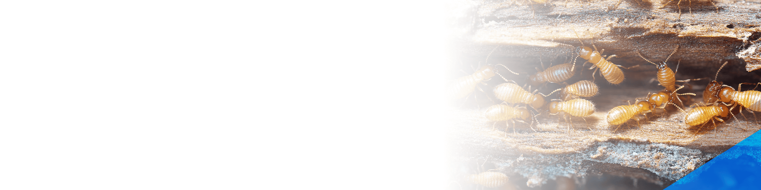 drywood termite hero