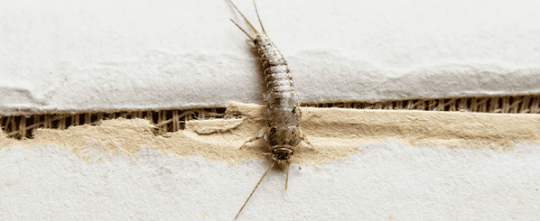 silverfish