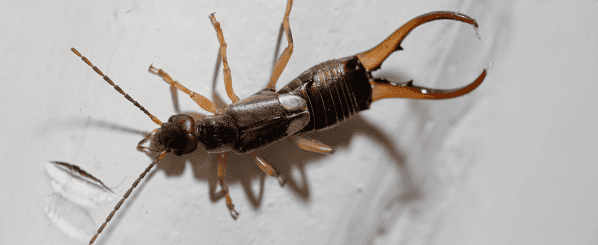 earwig