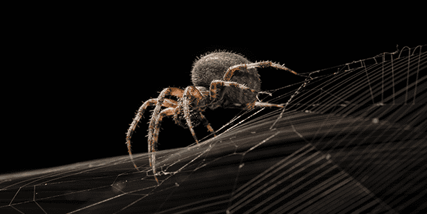 spider problems