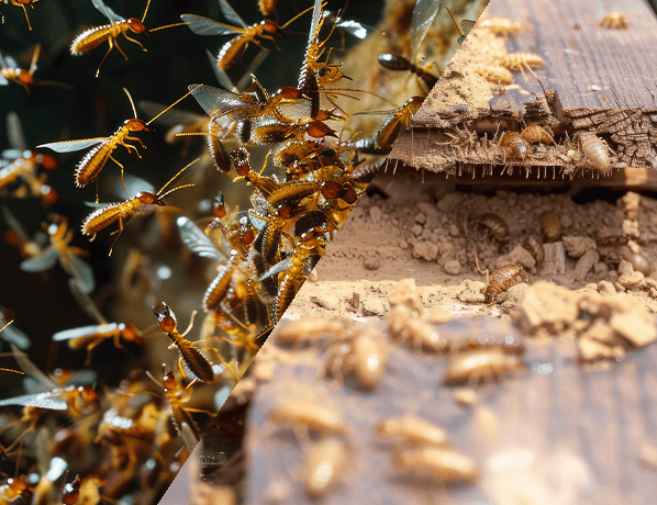 Drywood termites