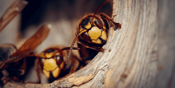 stinging pests