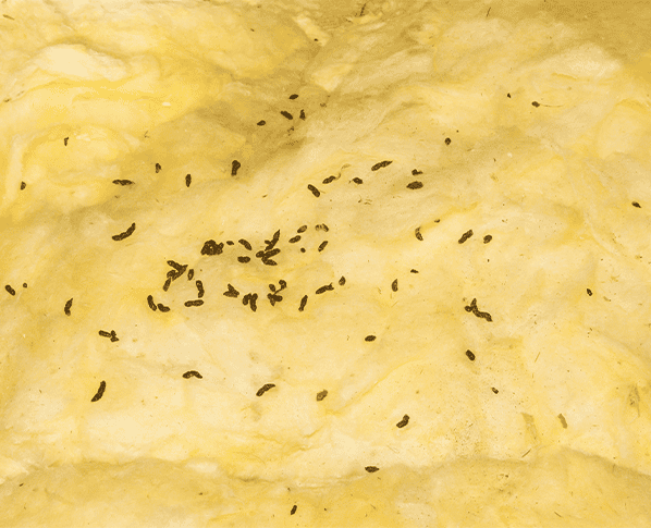 bat droppings