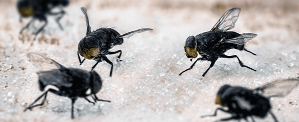 cluster flies