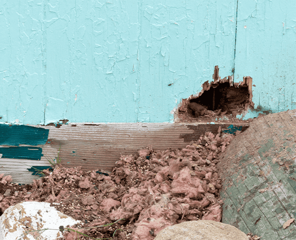 chewed wall