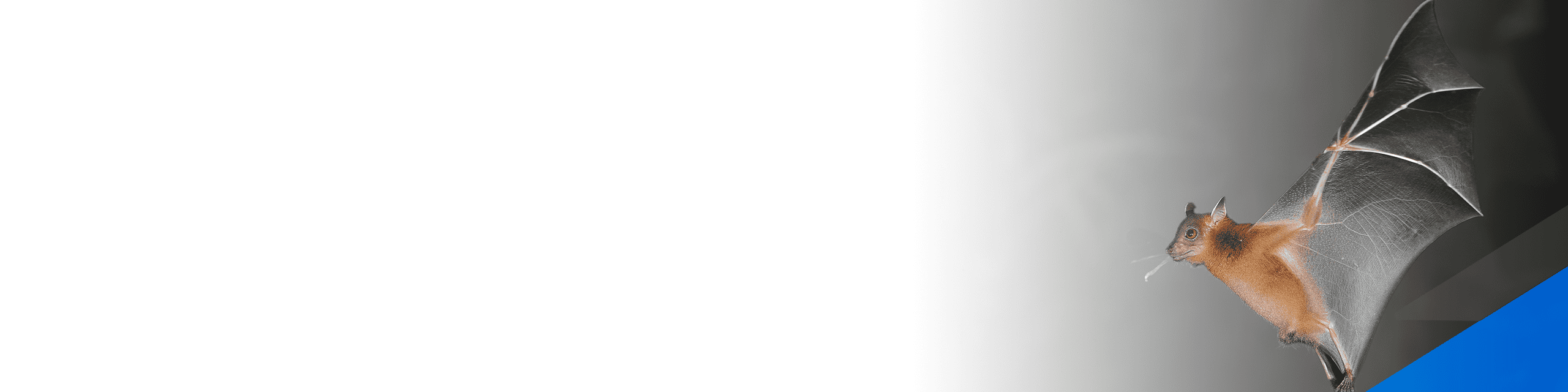 Bats hero