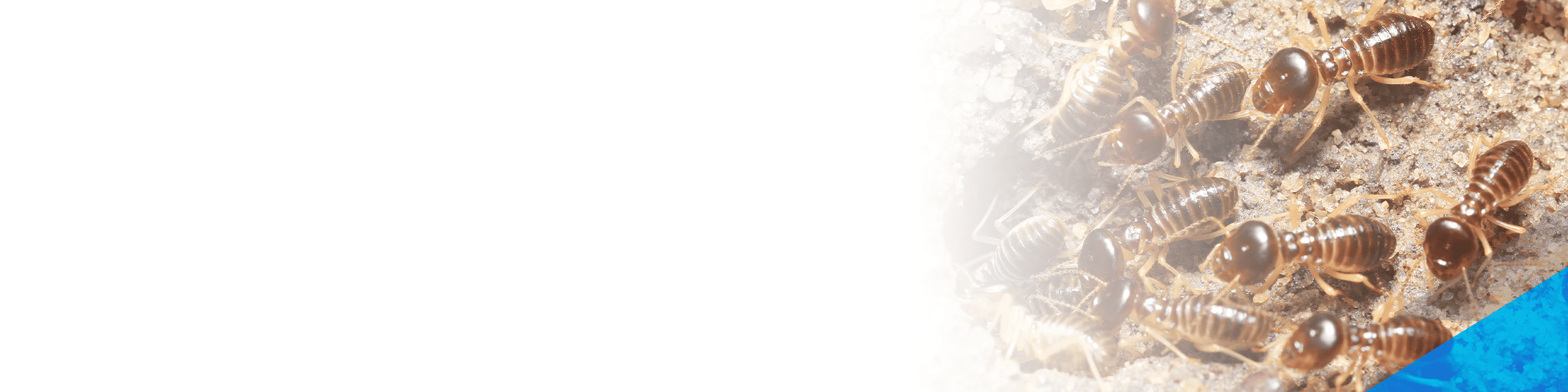 subterranean termite header