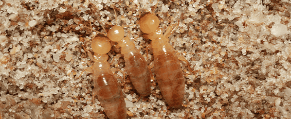 dampwood termites