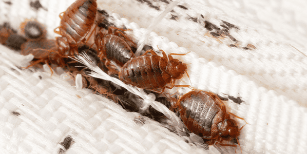 Bed Bug Control - Clear Pest Pros