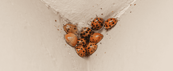 ladybugs