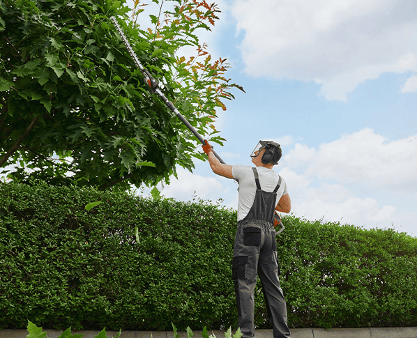 trimming trees