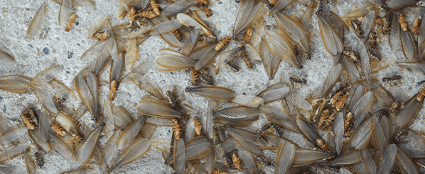 formosan termites